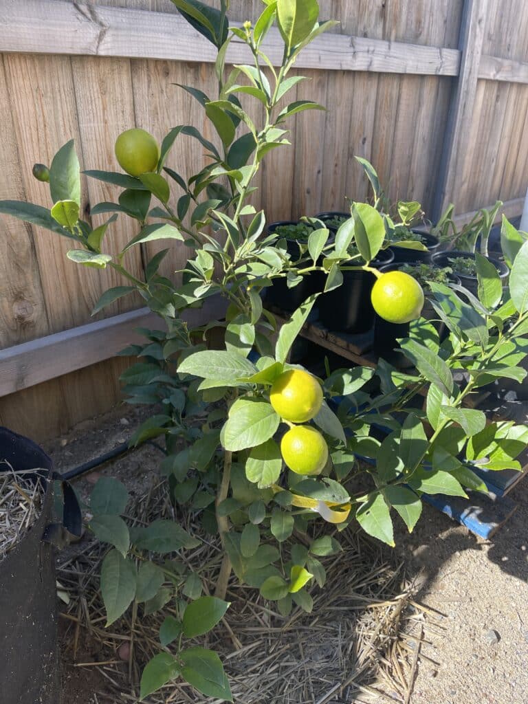 Simple Steps to Repot a Lemon Tree Plants Craze
