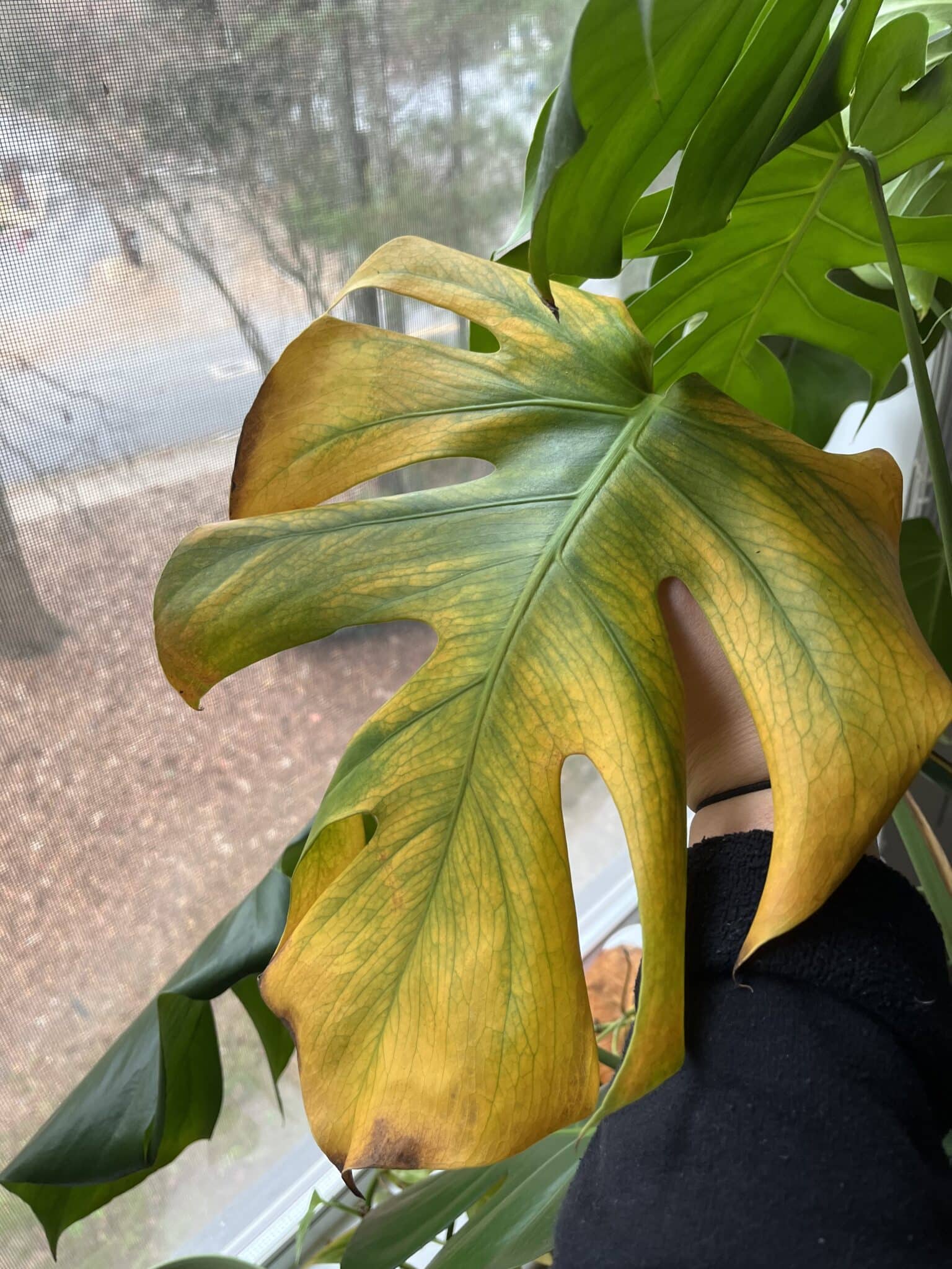 Sunburnt Monstera Foliage