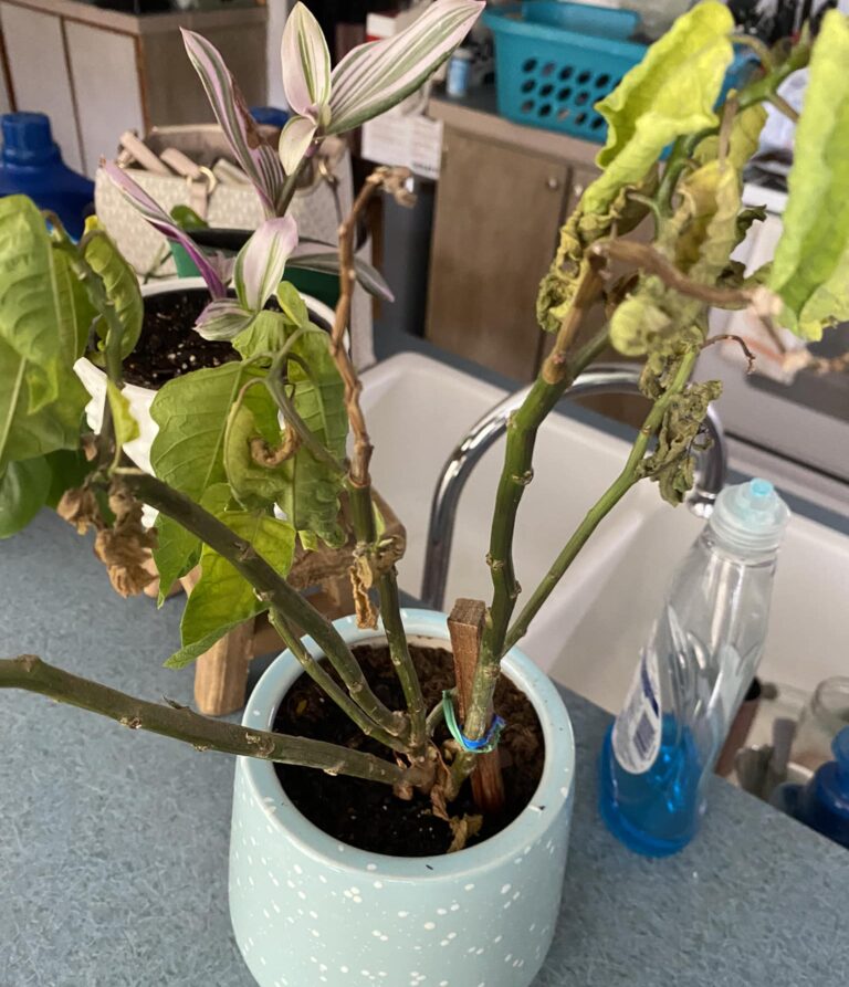 5+ Reasons for Poinsettia Leaves Turning Yellow Plants Craze