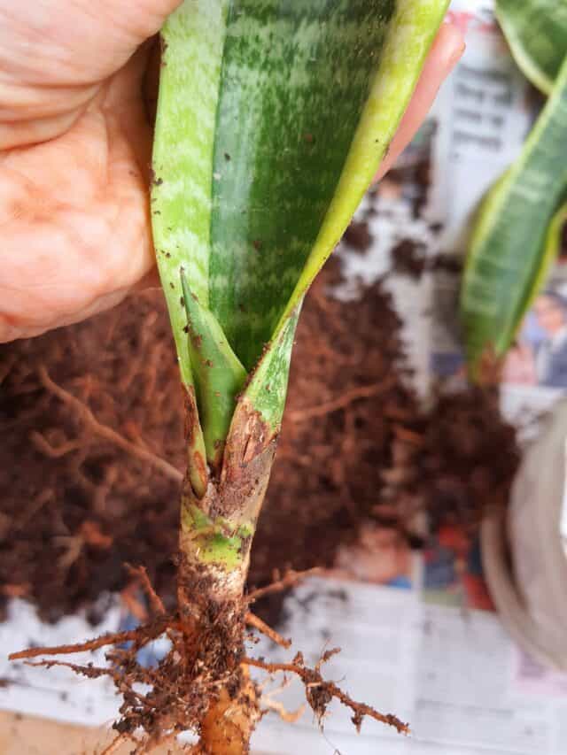 Snake Plant Rot at itukaniapisiblog Blog