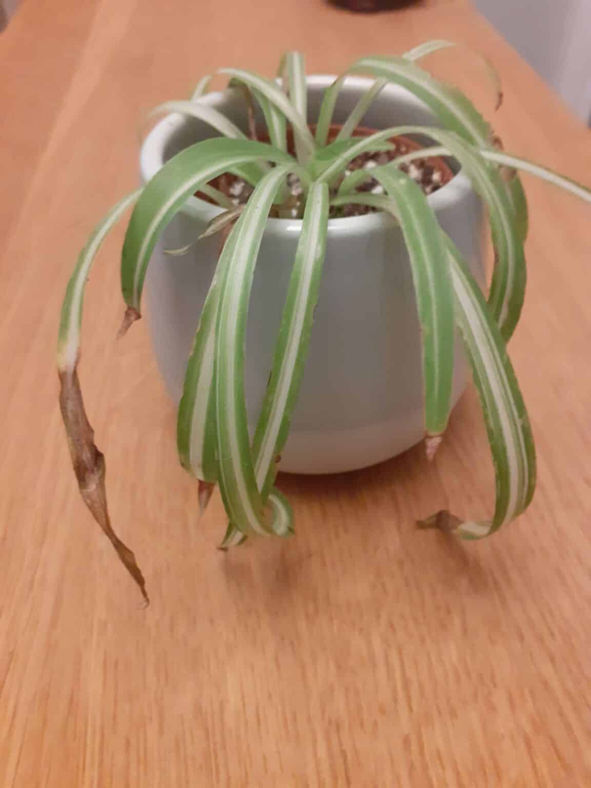 12 Spider Plant Problems and Their Solutions Plants Craze
