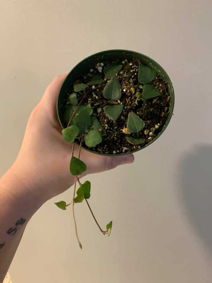 String of heart orange river plant