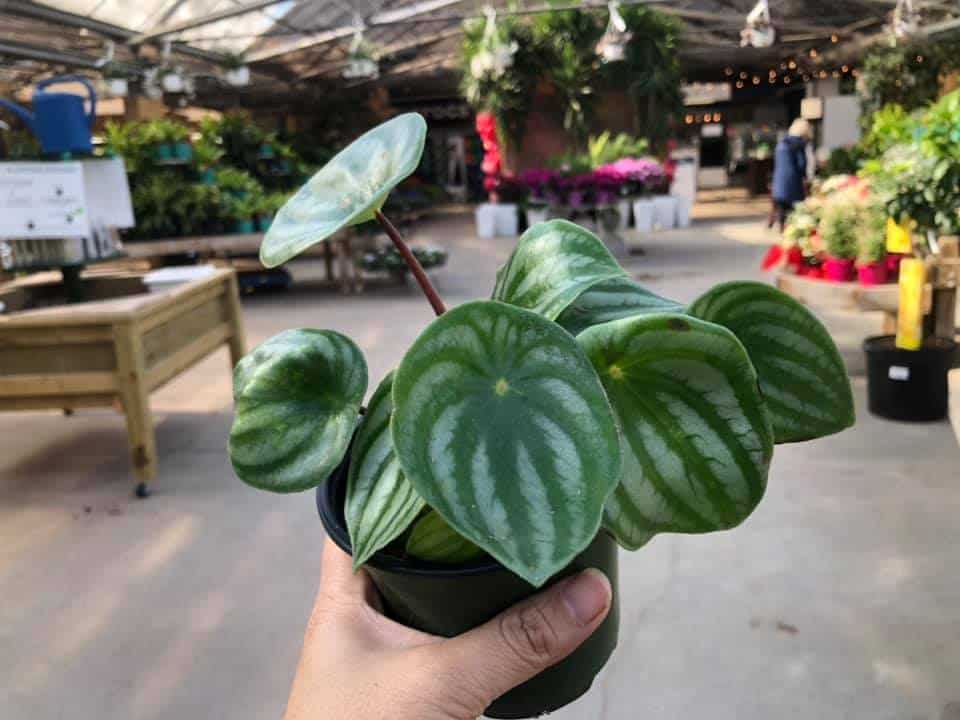 Showing potted Watermelon Peperomia in hand