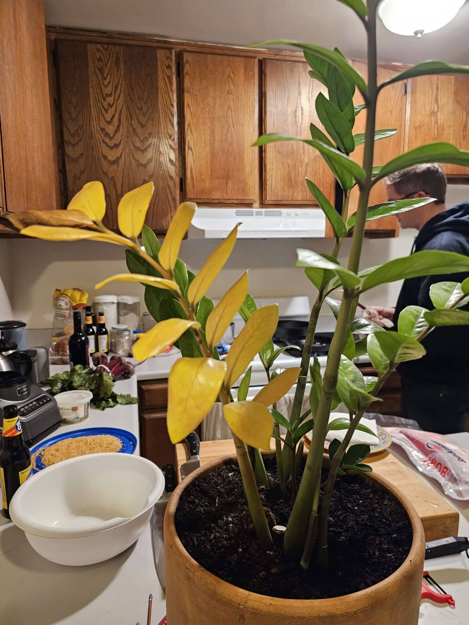 zz-plant-roots-problem-easy-fix-plants-craze