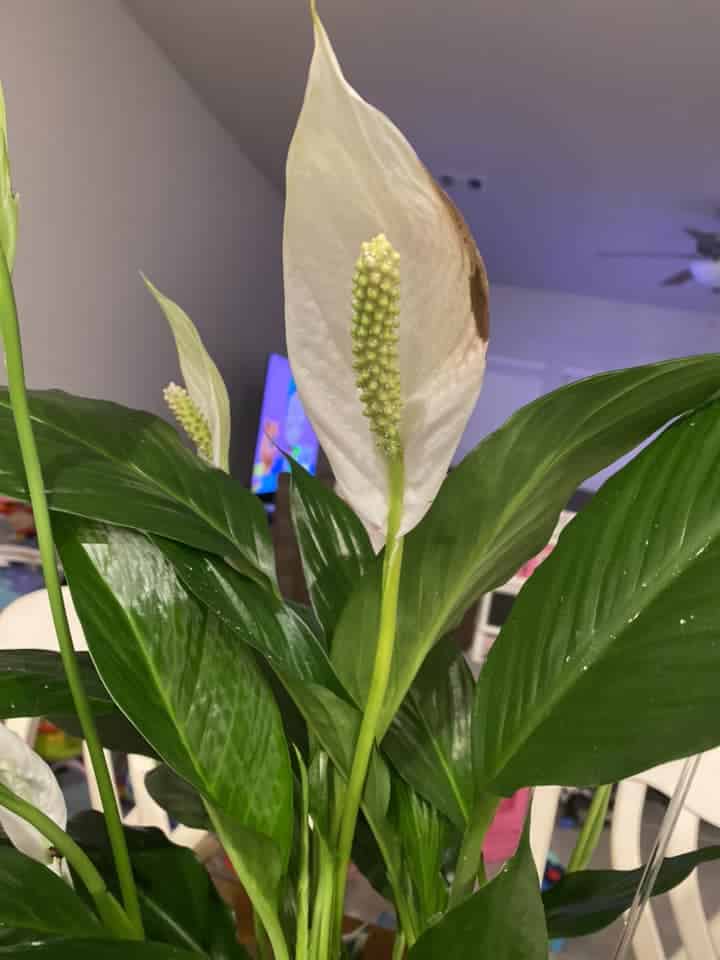 5+ Reasons Behind Peace Lily Brown Flowers Plants Craze
