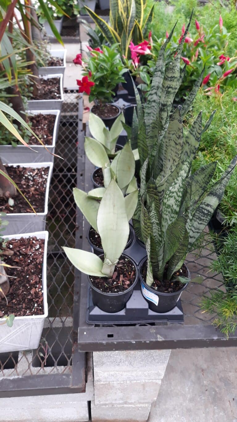 Do Snake Plants Clean Air? [Clearing All Doubts] Plants Craze