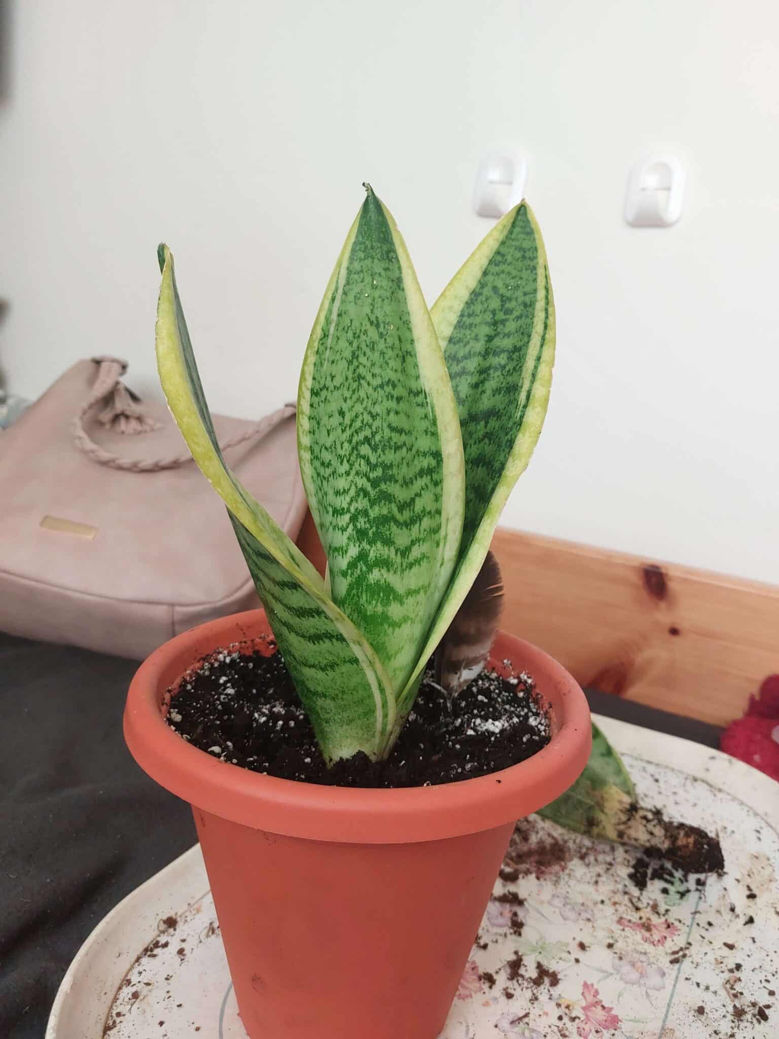 Snake plant repot