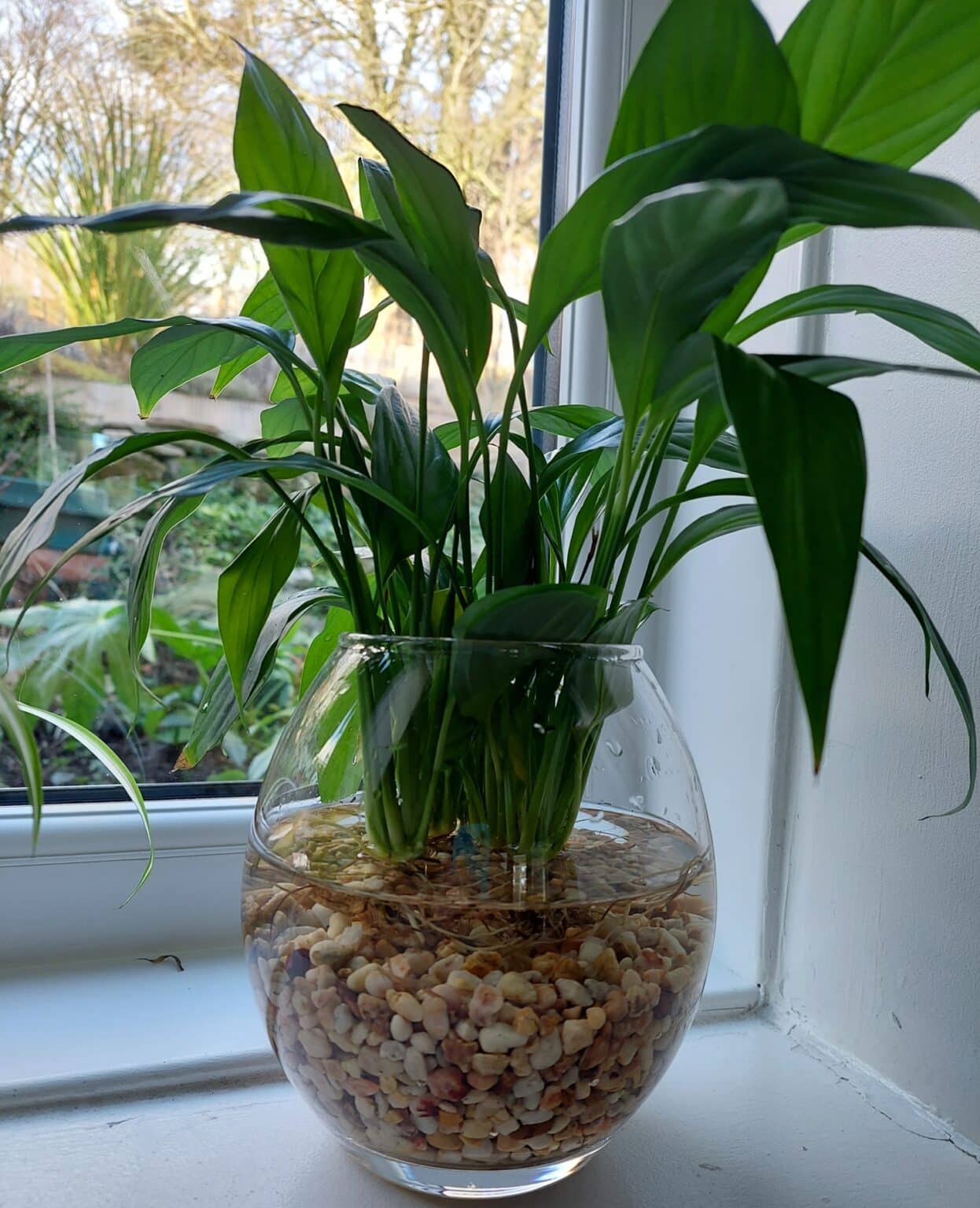 How to Propagate Peace Lily? [Stepwise Guidance] Plants Craze