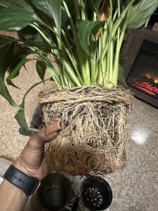 A person is holding on the rootbound Peace Lily out from its pot.