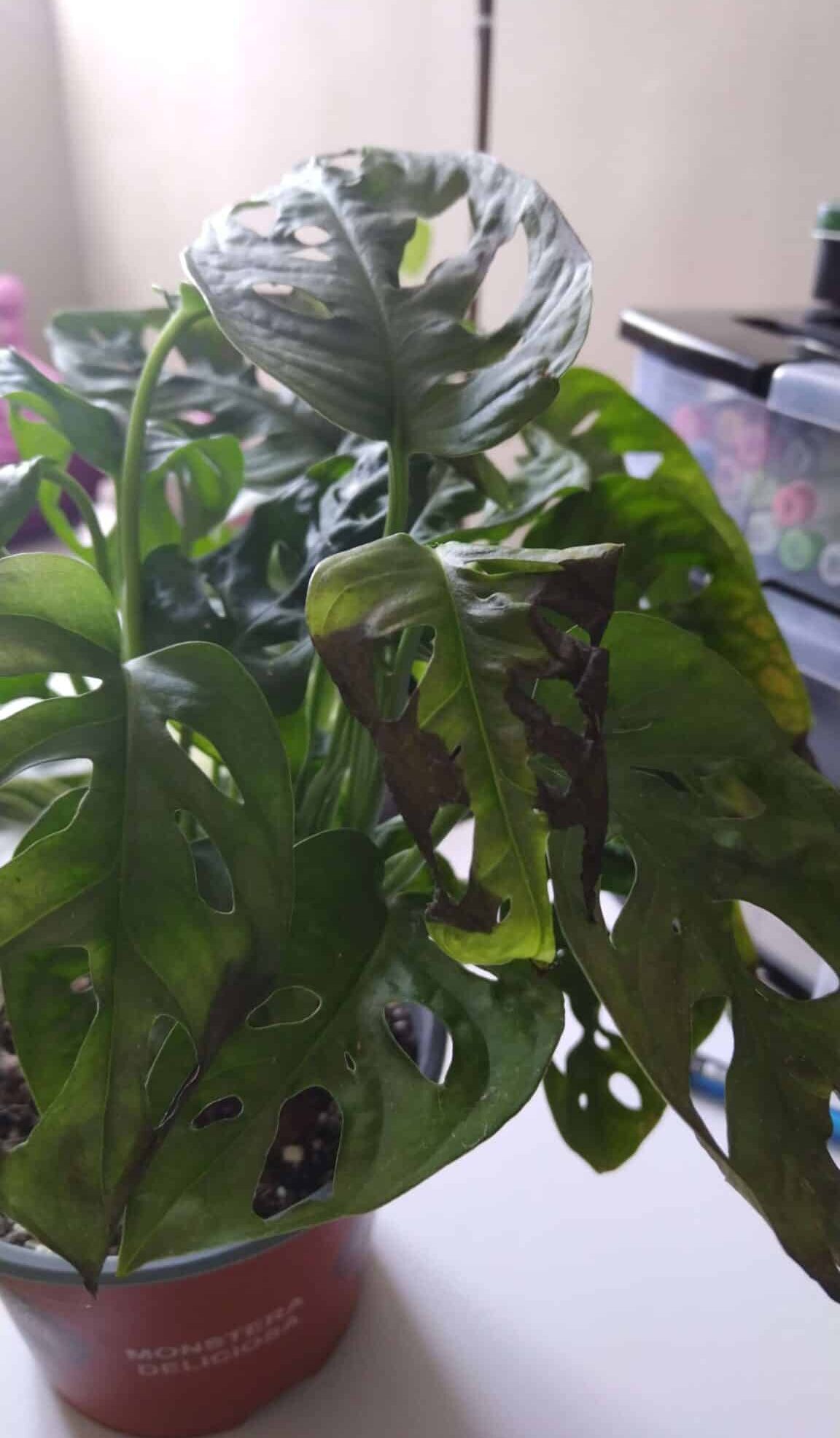 How to Fix a Monstera Adansonii With Yellow Leaves? [Quick Fix