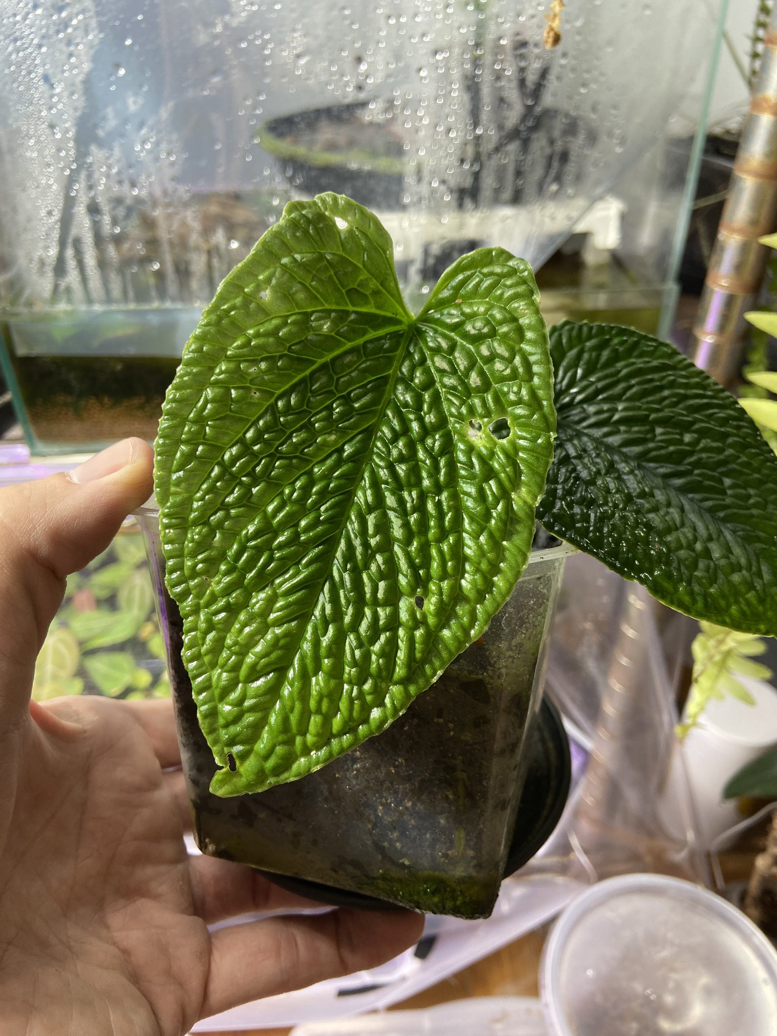 Image represents a potted Anthurium plant