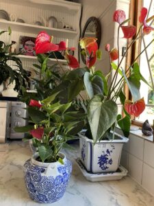 Blooming Anthuriums 