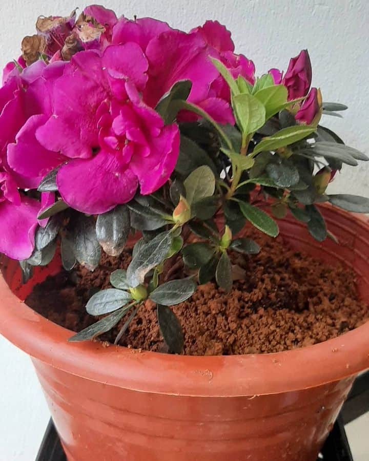 Azalea flowers in pot