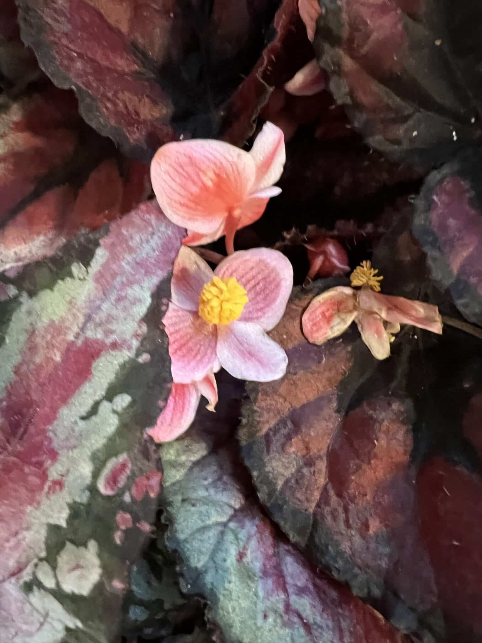 Begonia