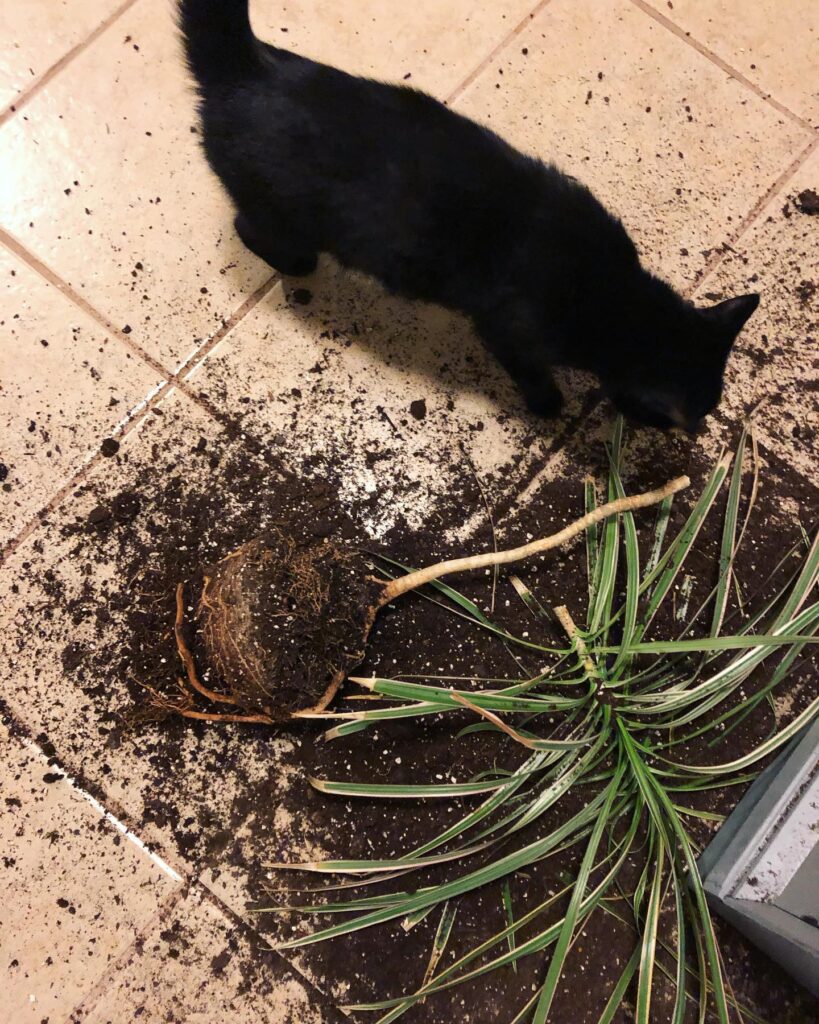 Is Corn Plant Toxic to Cats? [Safe or Hazardous] Plants Craze