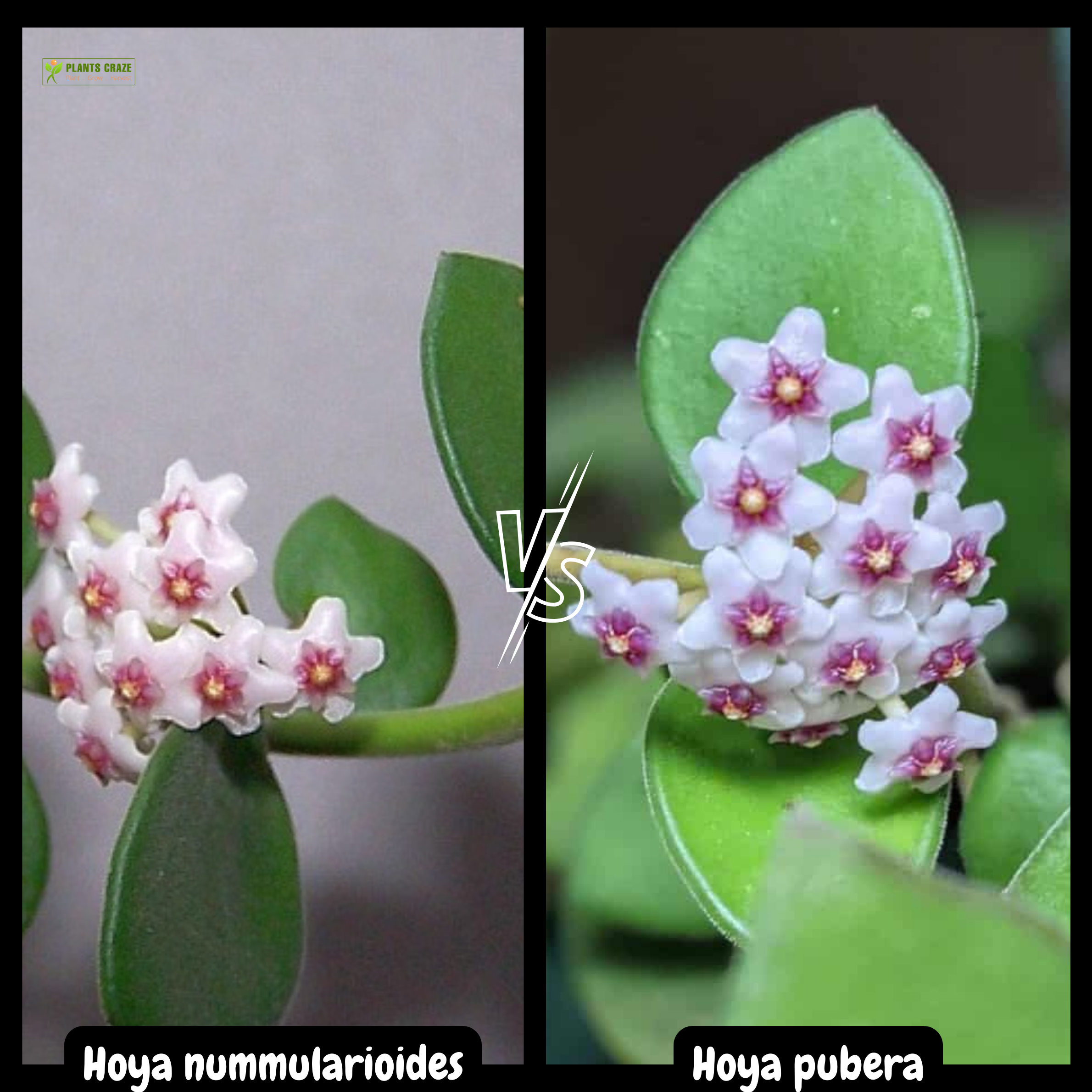 Image illustrates comparing leaf texture of Hoyas