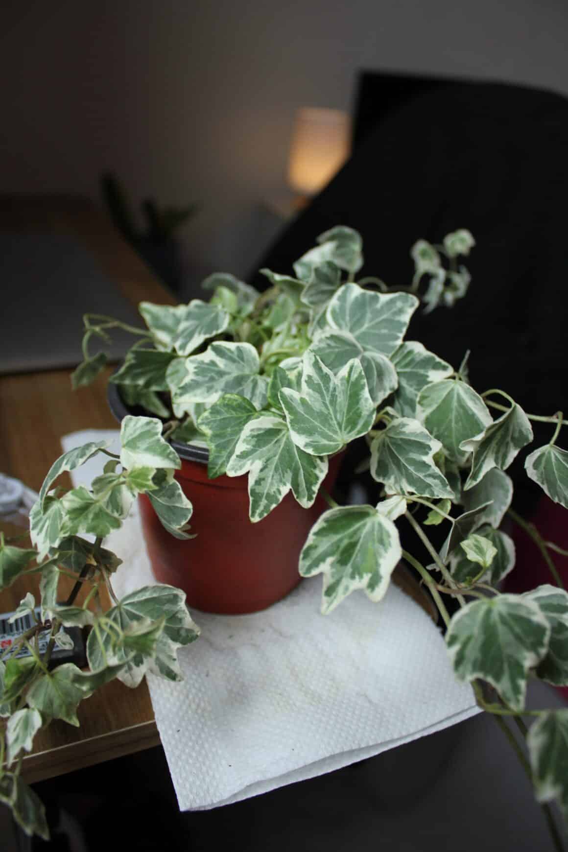 English Ivy Soil and Fertilizer [With 3 DIY Recipes!]
