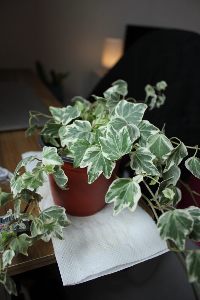 English Ivy Soil and Fertilizer [With 3 DIY Recipes!]