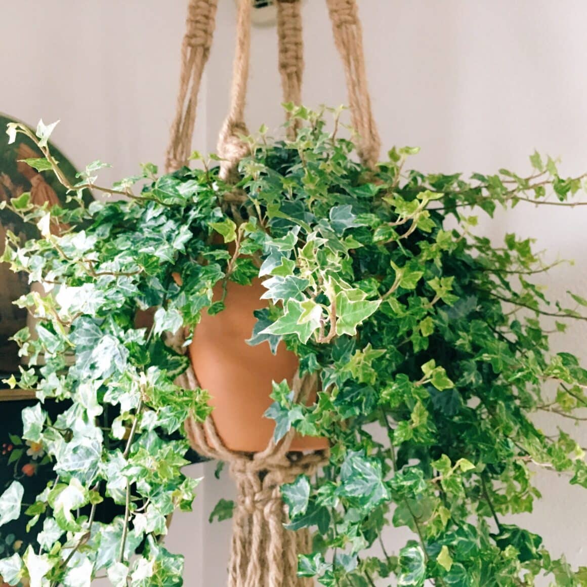 English Ivy Soil and Fertilizer [With 3 DIY Recipes!]