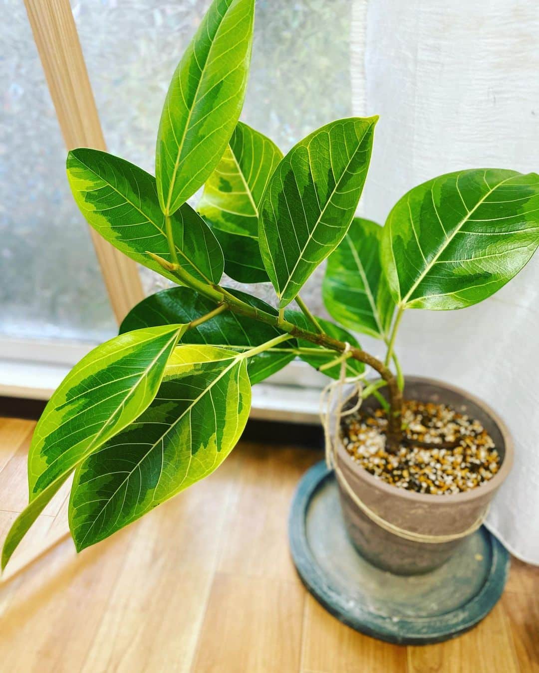 Image represents a potted Ficus Altissima