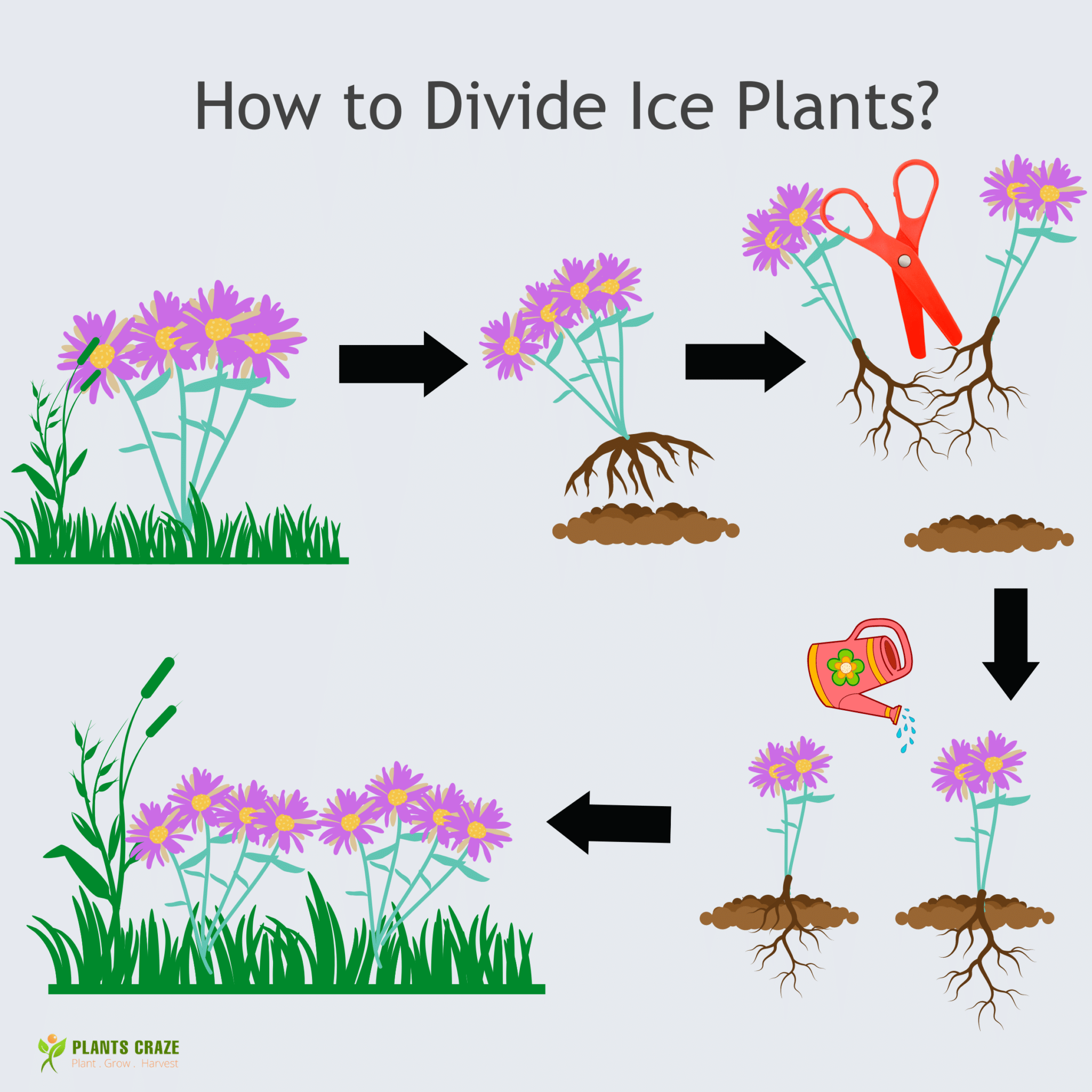 Propagation by division