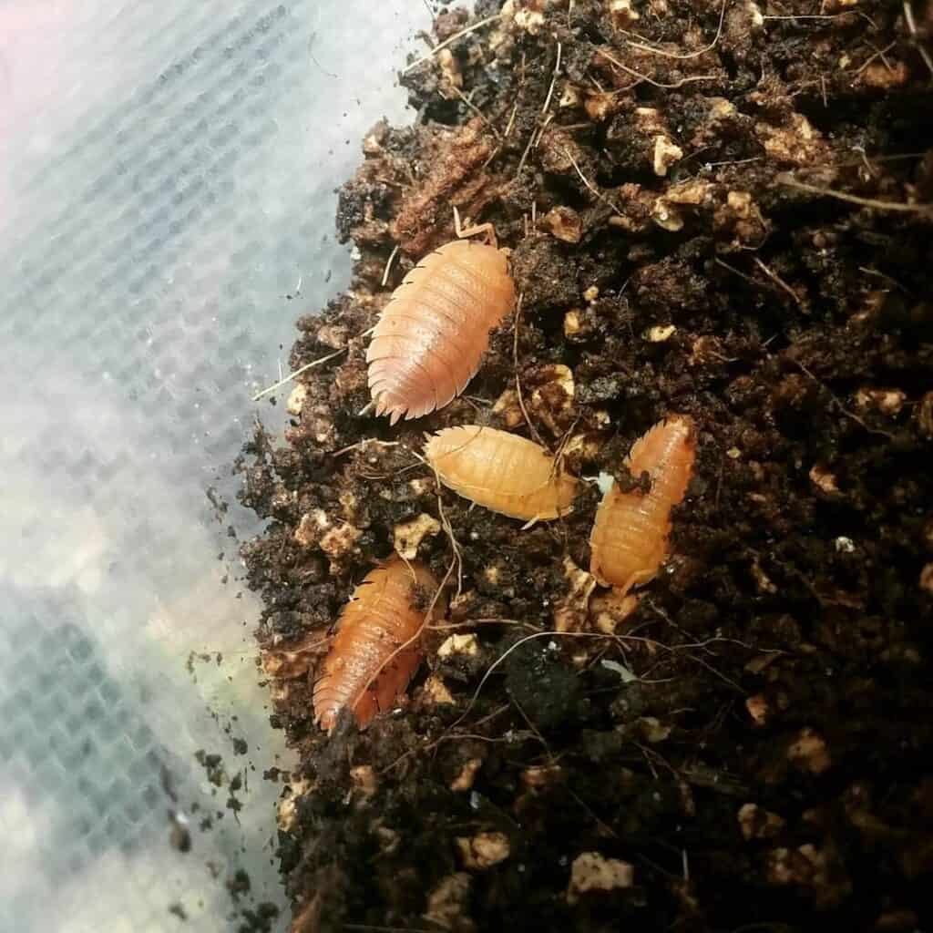 Top DIY Terrarium Ideas for Indoor Gardening Plants Craze