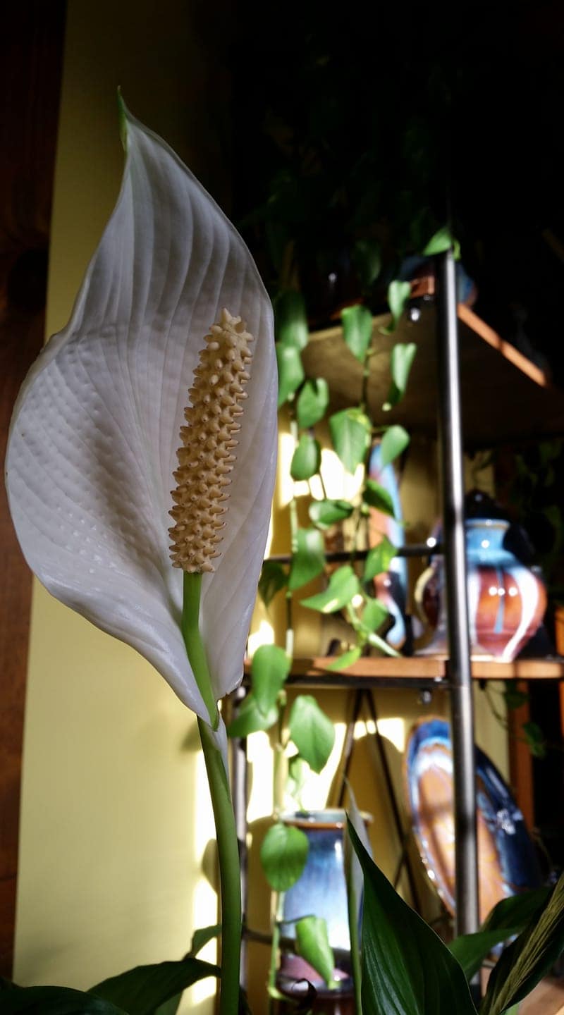 Peace lily plant with tiny flowers enclosed within spathe.