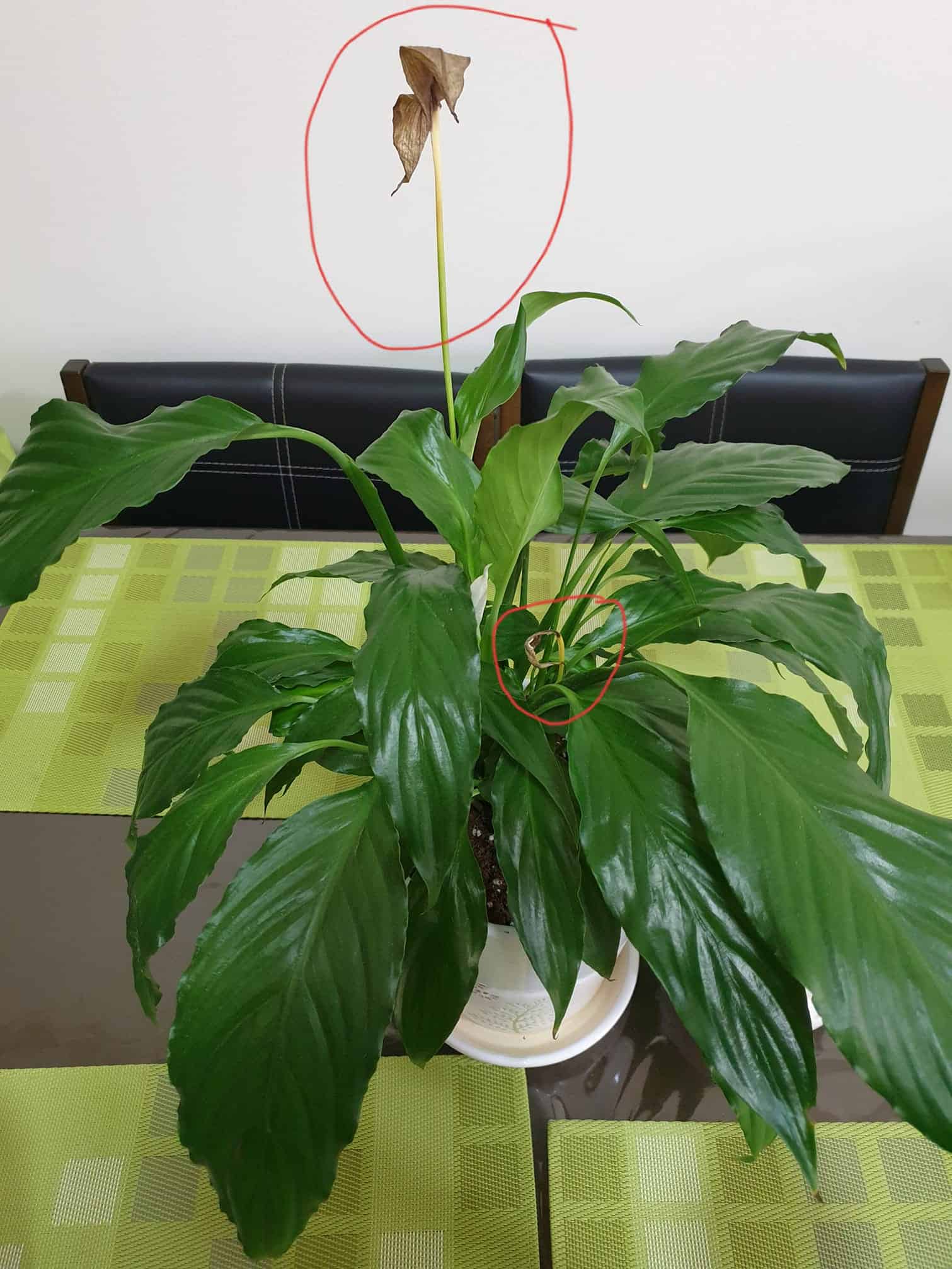 Harvard Research & The Art Of The Lily Bloom - wikxpmd