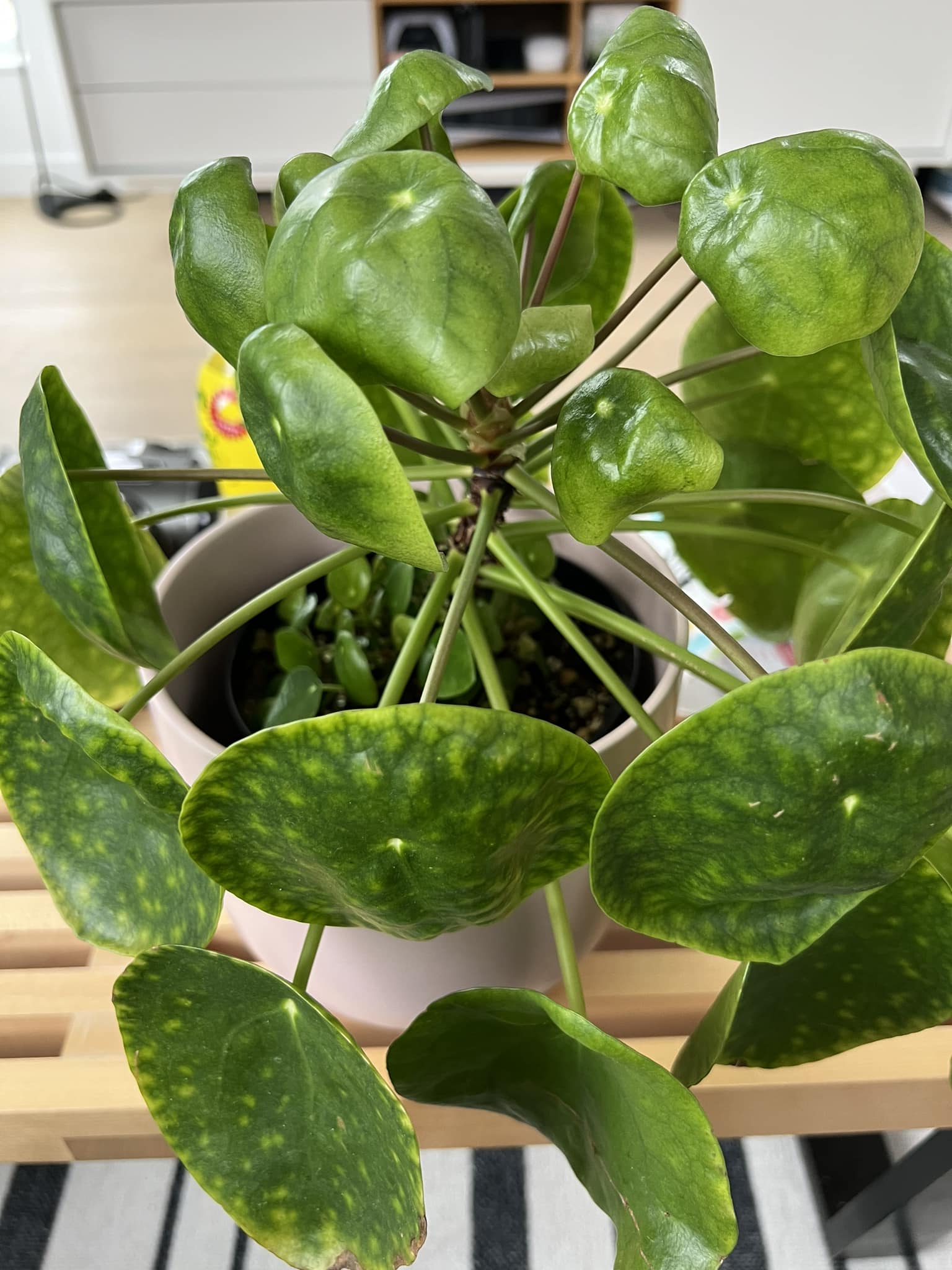 Image represents inward curled Pilea leaves