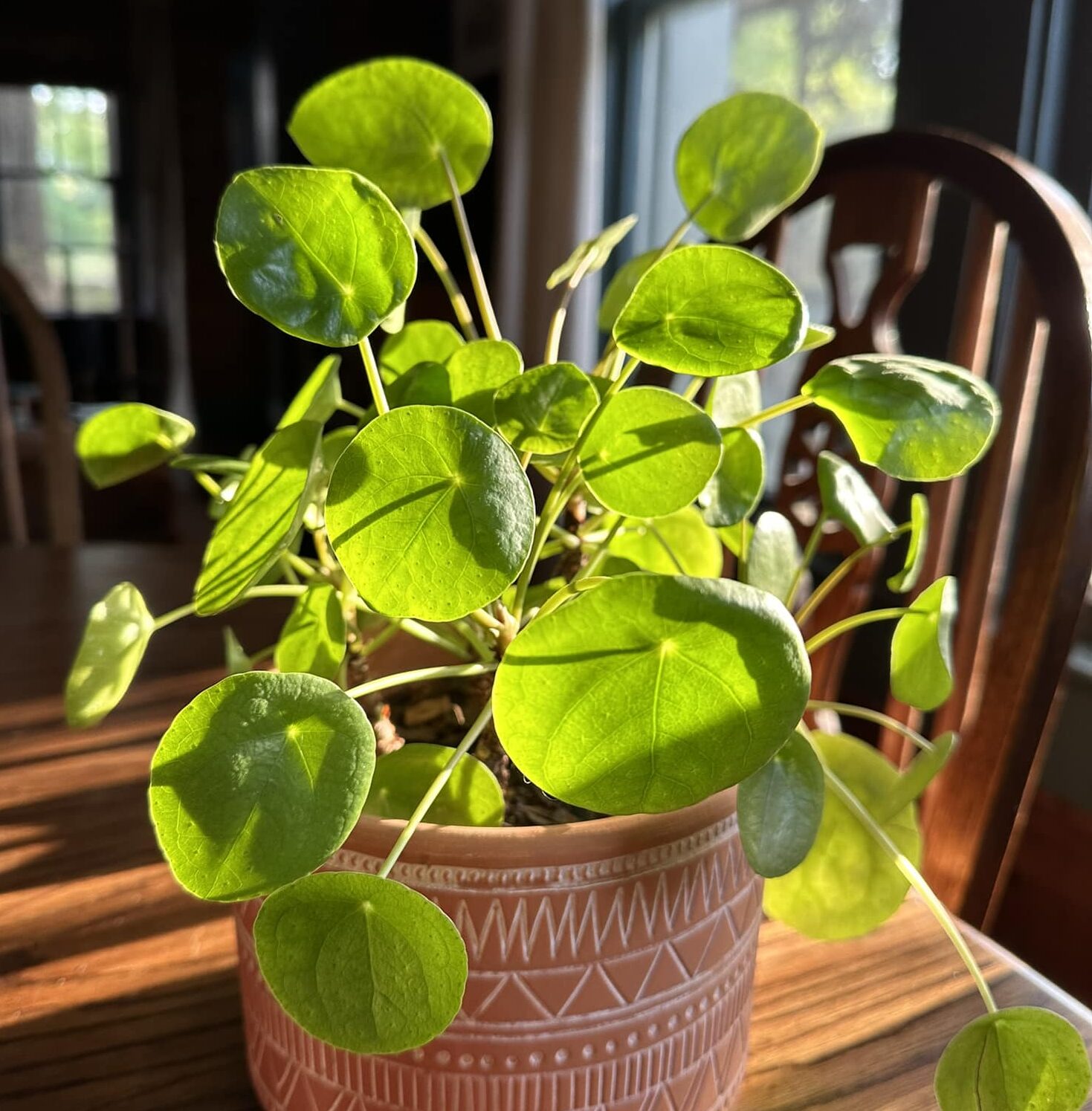 Image represents Pilea plant in full sunlight