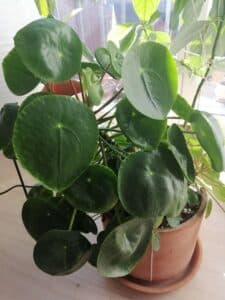 A pot containing the Pilea plant is kept over another pot and is lying in a shelf.