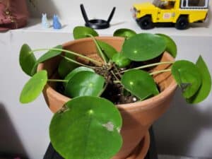 Pilea plant with some drooped leaves