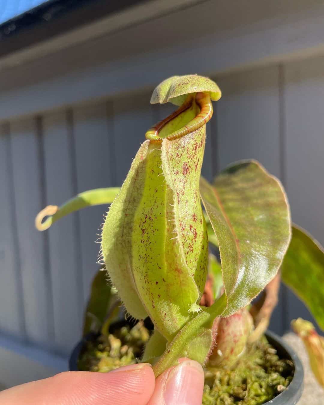 Pitcher plant