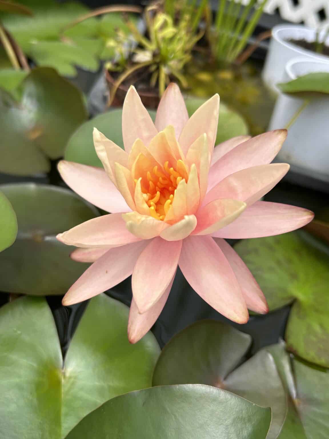 10+ Popular Water Plants for Ponds Plants Craze