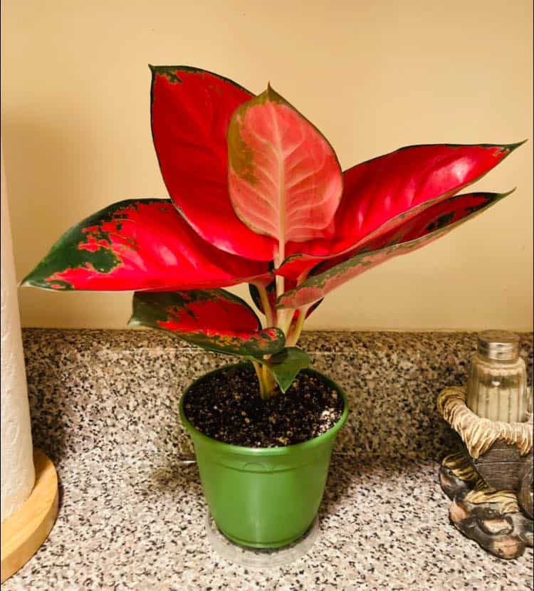 best plants for bathroom no light reddit