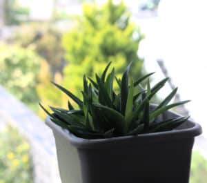 Image represents Aloe Vera plant on a window