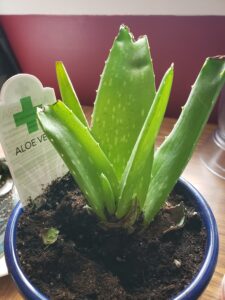 half cut  aloe vera plant