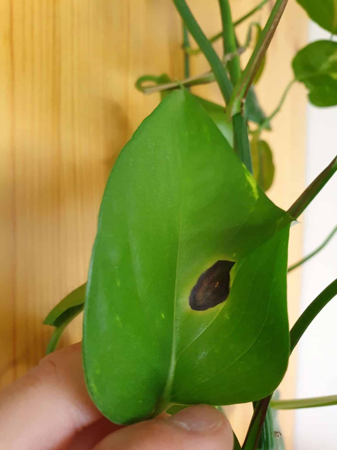 5 Reasons For Pothos Leaves Turning Brown Plants Craze 9253