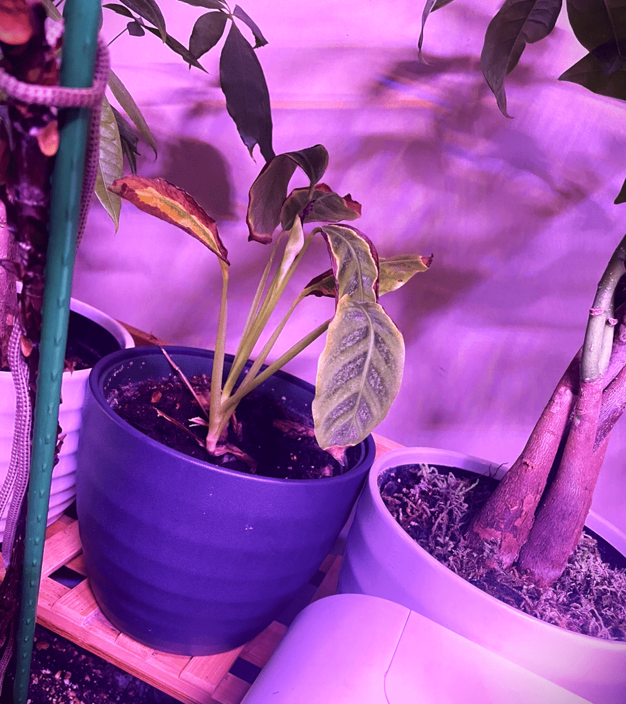 Calathea Light Requirements [3+ Ways To Ensure Optimum Light]