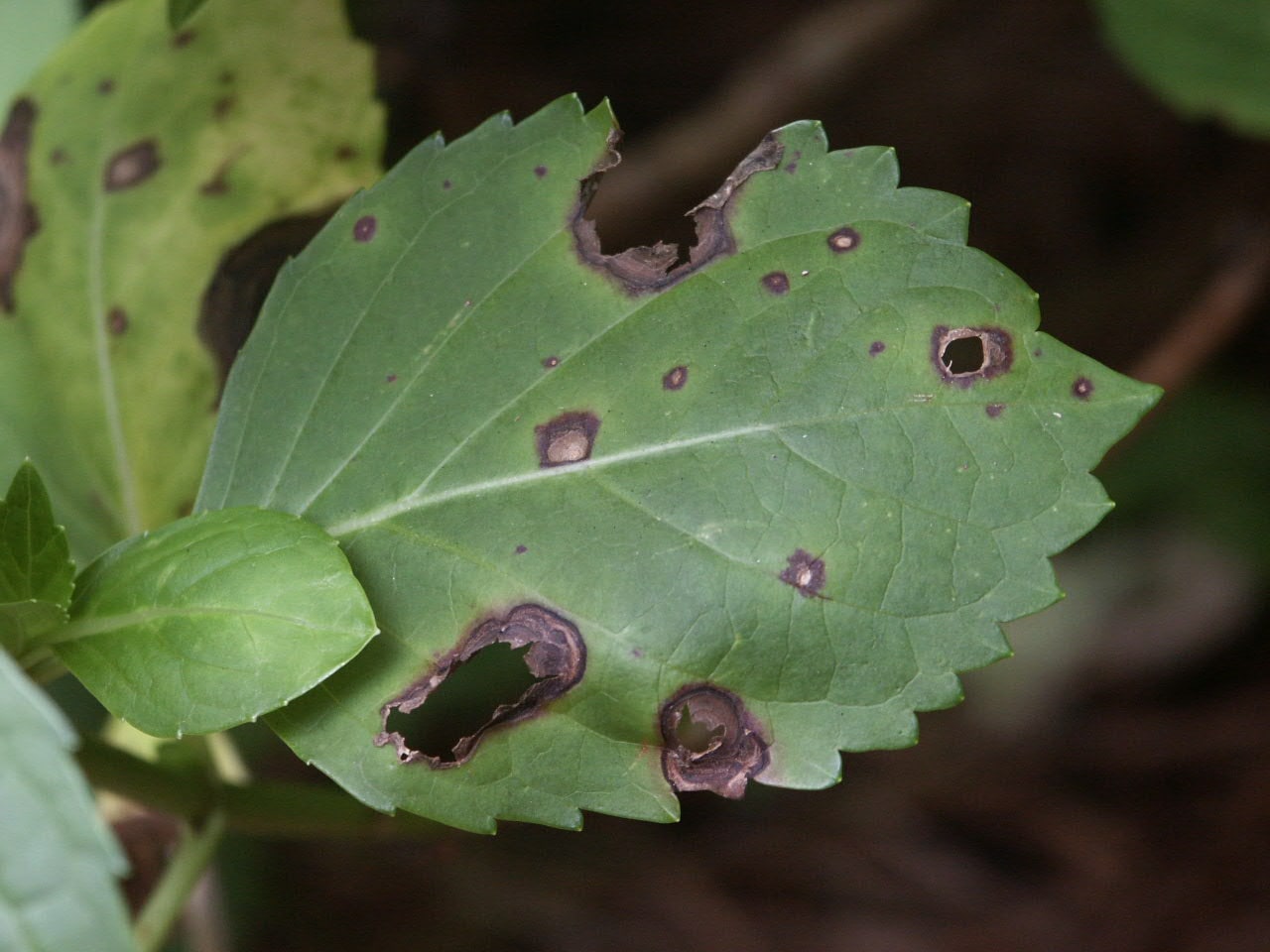 what-causes-spots-on-leaves-tips-to-manage-plants-craze