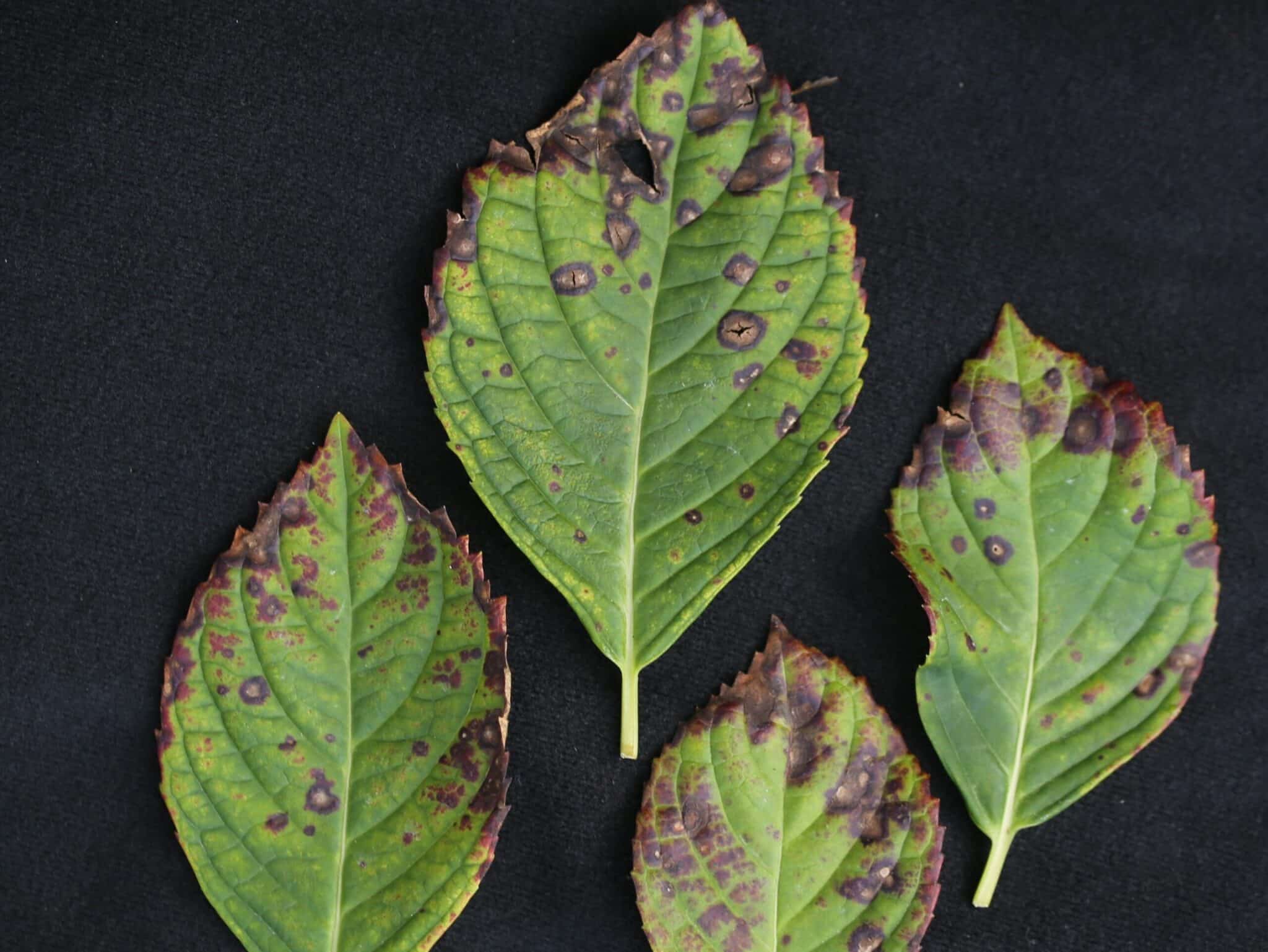 leaf-spot-fungus-symptoms-treatments-plants-craze