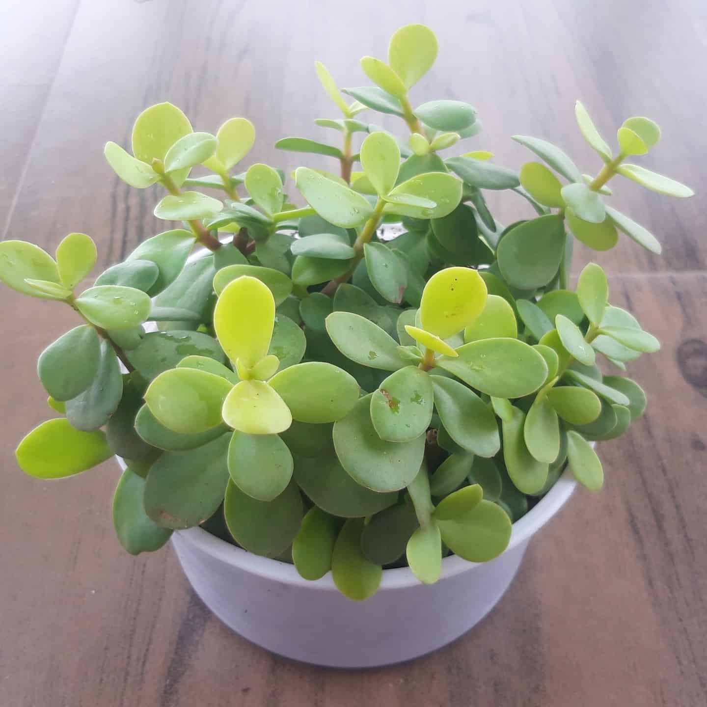 Jade Plant Care Indoor [Wow Guide] - Plants Craze