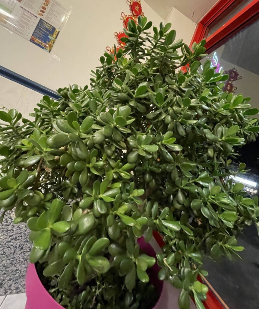 Jade Plant Care Indoor [Wow Guide] - Plants Craze