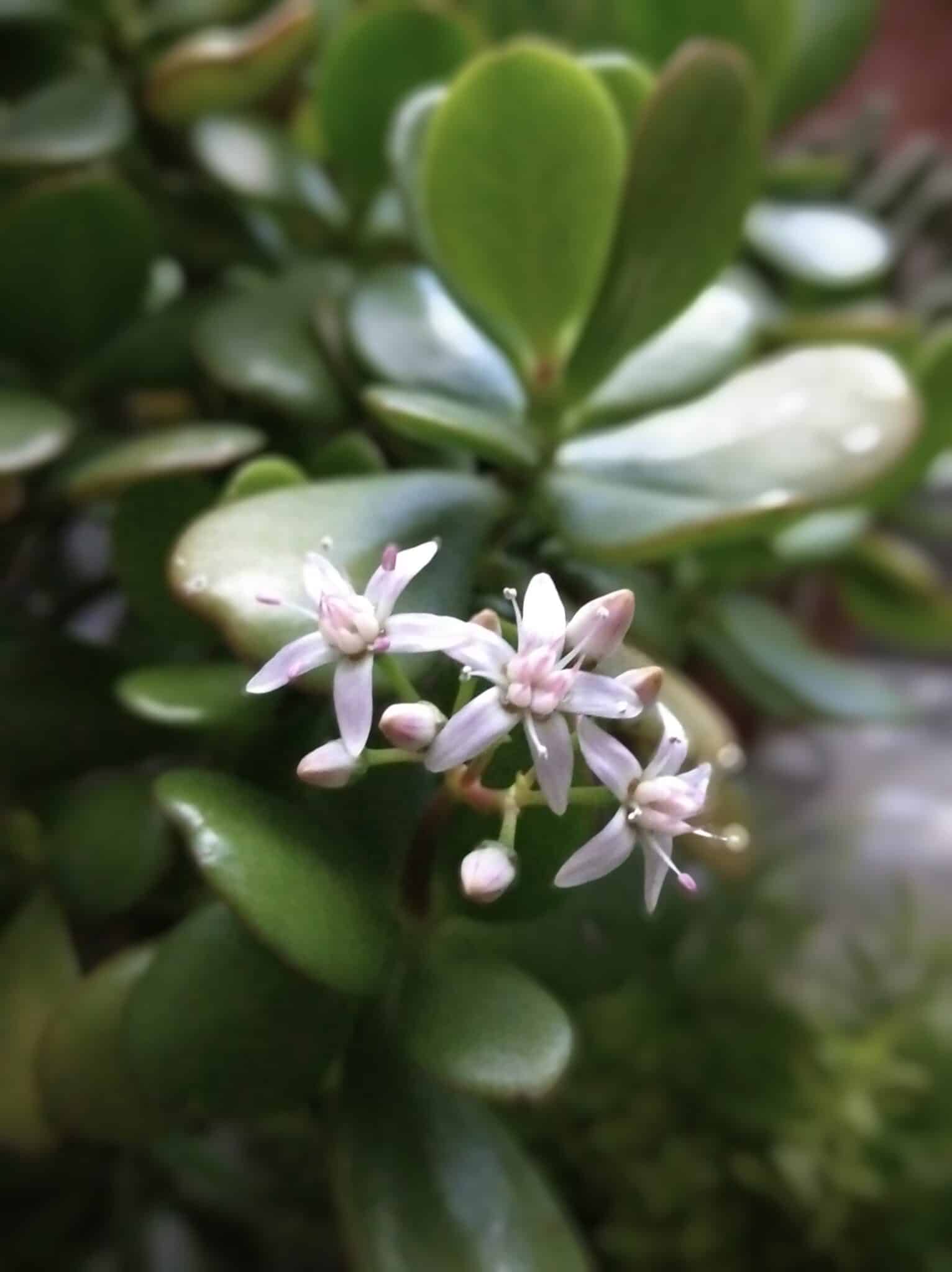 Jade Plant Flower [Beautiful Plant, More Beautiful Flower]