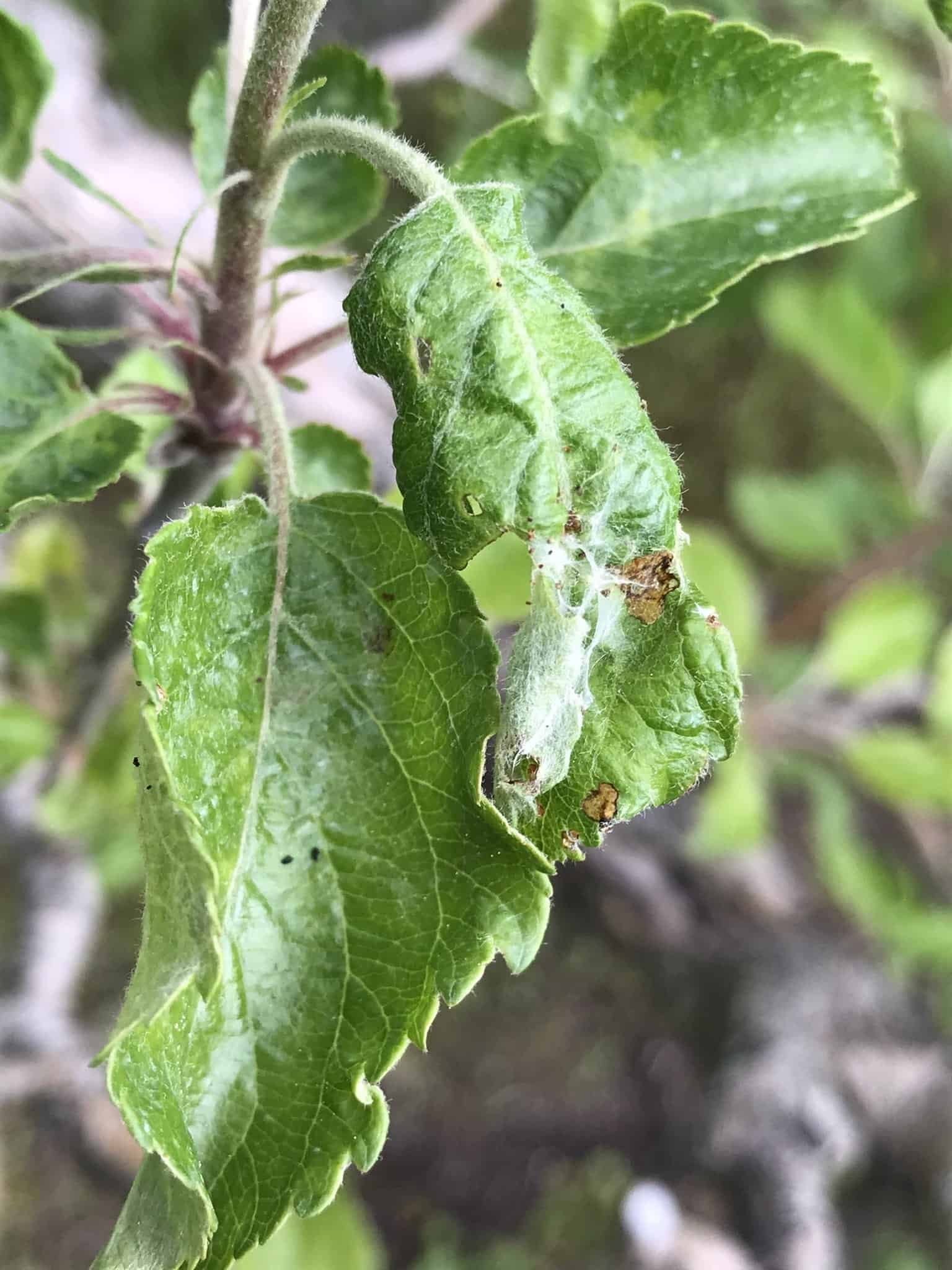 pests on apple leaves