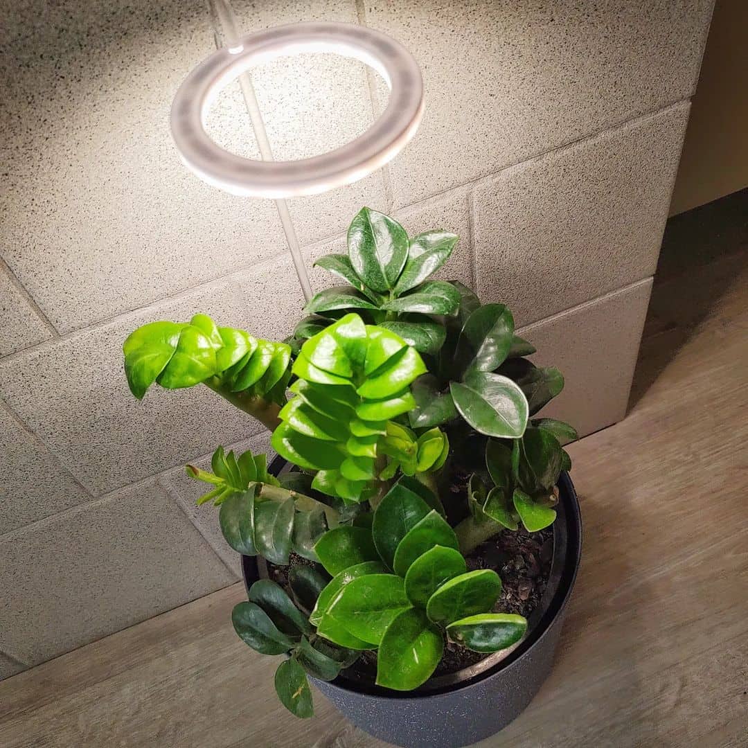 plant under artificial light