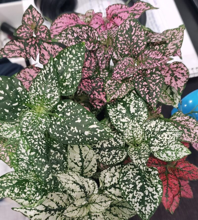 8 Best Polka Dot Plants for Terrarium Plants Craze