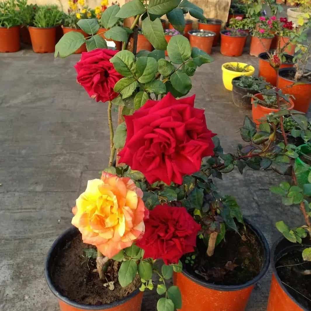 rose flowering in pot