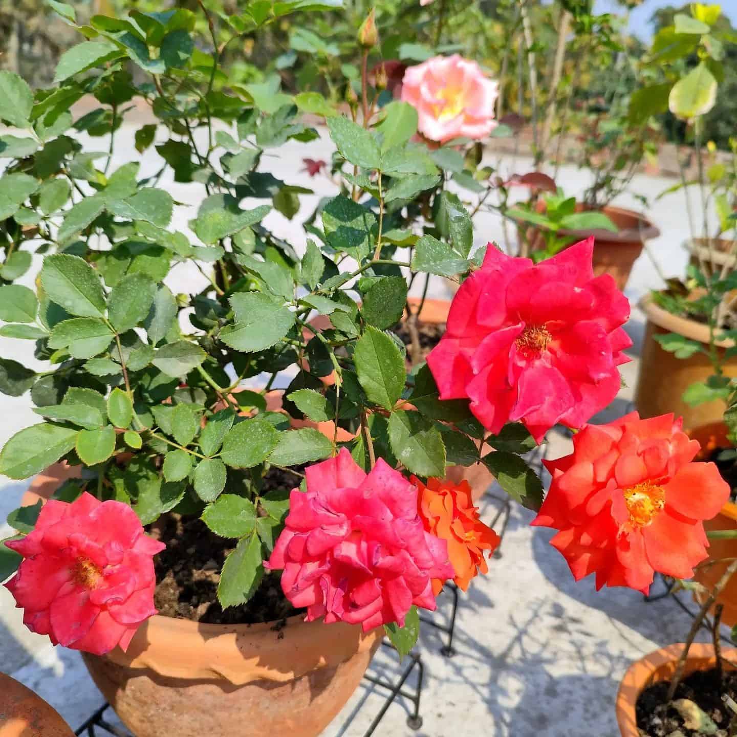 rose plant under sunlight