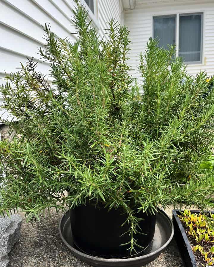 rosemary plant in pot